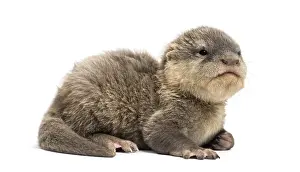 Baby Asian small-clawed otter, Amblonyx cinerea