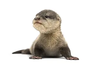 Baby Asian small-clawed otter, Amblonyx cinerea
