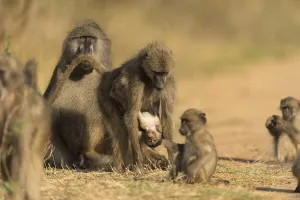 Baby baboon in the wilderness of Africa
