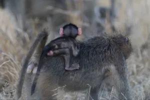 Baby baboon in the wilderness of Africa