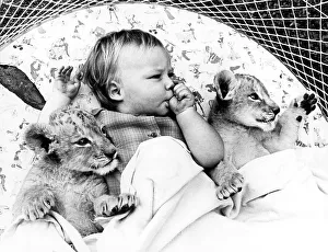 Baby and baby lions in bed, England, Great Britain