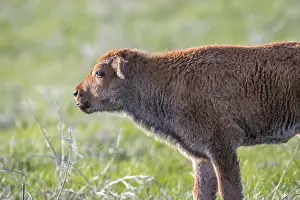 Baby Bison roaming around in the greenery pasture of the preserve park