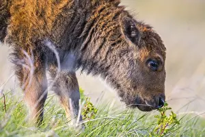 Baby Bison roaming around in the greenery pasture of the preserve park