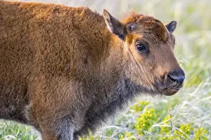 Baby Bison roaming around in the greenery pasture of the preserve park