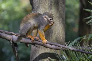 One baby Central American squirrel monkey
