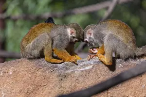 Two baby Central American squirrel monkey
