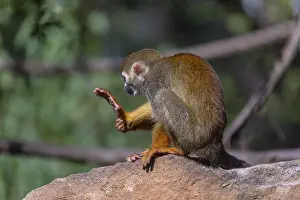 One baby Central American squirrel monkey
