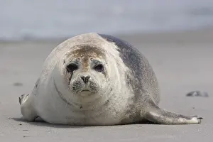 Baby commom seal lying on the beach