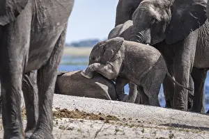 Baby elephant (Loxodonta africana) crawling onto another young elephant surrounded by the elephant herd