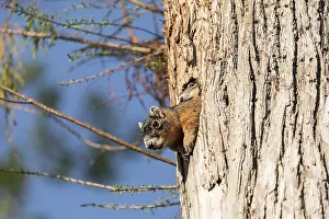 Baby Fox squirrel kit Sciurus niger peers over the top of its mother in the nest made from the hole in a tree in Naples