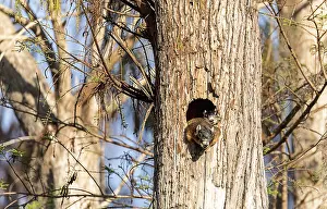 Baby Fox squirrel kit Sciurus niger peers over the top of its mother in the nest made from the hole in a tree in Naples