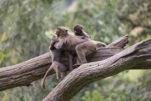 Three baby Gelada (Theropithecus gelada)