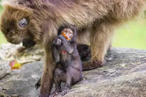 A baby Gelada (Theropithecus gelada)