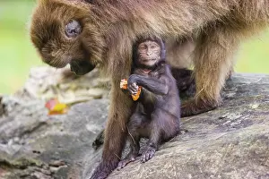 A baby Gelada (Theropithecus gelada)
