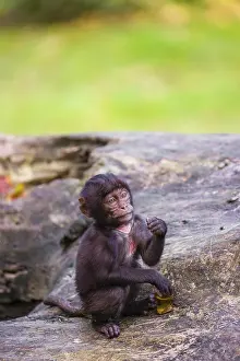 A baby Gelada (Theropithecus gelada)