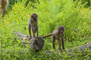 Two baby Gelada (Theropithecus gelada)