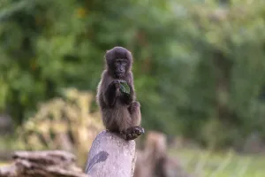 One baby Gelada (Theropithecus gelada)