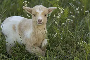Baby goat kid standing in vibrant green grass