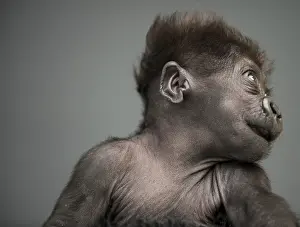 A baby gorilla with brown fur and a playful expression against a gray background