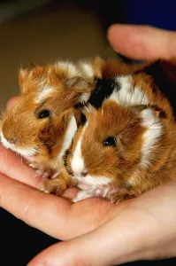 Two Baby Guiena Pigs (Cavia porcellus) sitting in a Hand