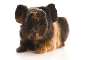 Baby guinea pig