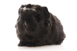 Baby guinea pig, poland