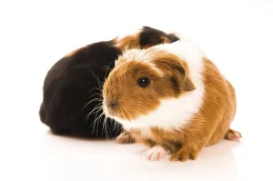Baby guinea pigs