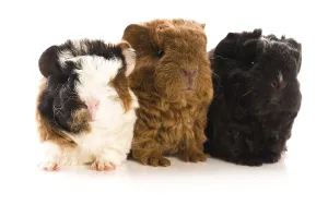 Baby guinea pigs, poland