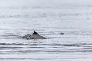 A baby Harbour porpoise (Phocoena phocoena)