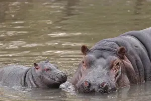 A baby hippopotamus (Hippopotamus amphibius) and its mother swimming in a river