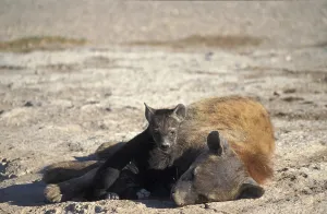 Baby hyaena (Crocuta crocuta)