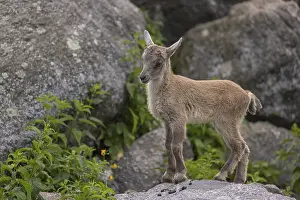 One baby ibex (Capra ibex) climbing on rocks