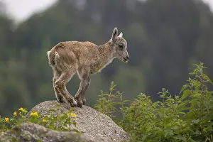 One baby ibex (Capra ibex) climbing on rocks