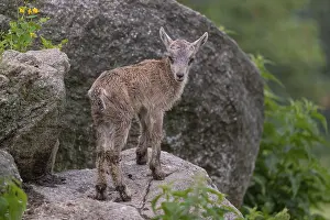 One baby ibex (Capra ibex) climbing on rocks