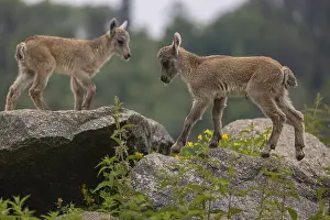 Two baby ibex (Capra ibex) climbing on rocks