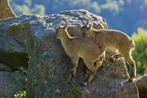 Two baby ibex (Capra ibex) play on a rock