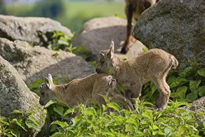 Two baby ibex (Capra ibex) play on a rocks