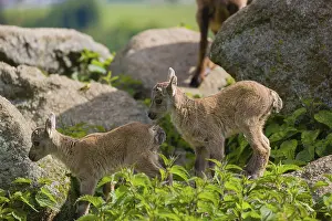 Two baby ibex (Capra ibex) play on a rocks