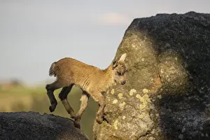 One baby ibex (Capra ibex) running between rocks