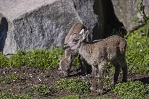 Two baby ibex (Capra ibex) standing on grass between rocks