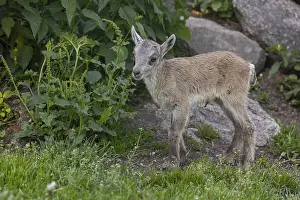 One baby ibex (Capra ibex) standing in green vegetation