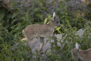 Two baby ibex (Capra ibex) standing in green vegetation