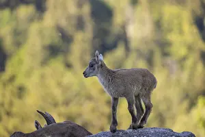 One baby ibex (Capra ibex) standing on hilltop