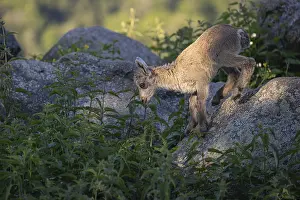 One baby ibex (Capra ibex) standing on a rock