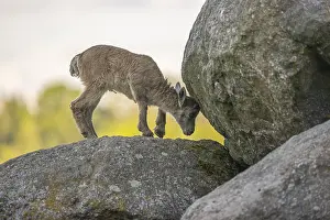 One baby ibex (Capra ibex) standing on a rock