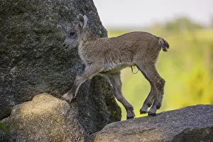One baby ibex (Capra ibex) stands on a rock