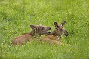Two baby moose or elk (19 days old)