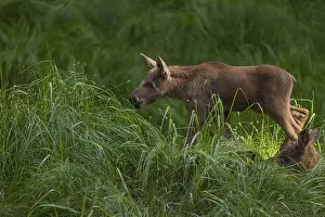 Two baby moose or elk, Alces alces