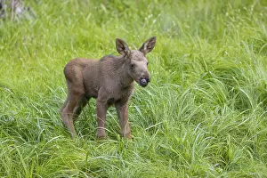 One baby moose or elk, Alces alces