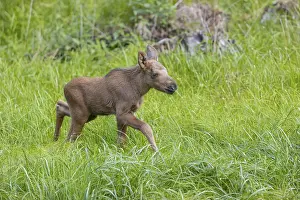One baby moose or elk, Alces alces